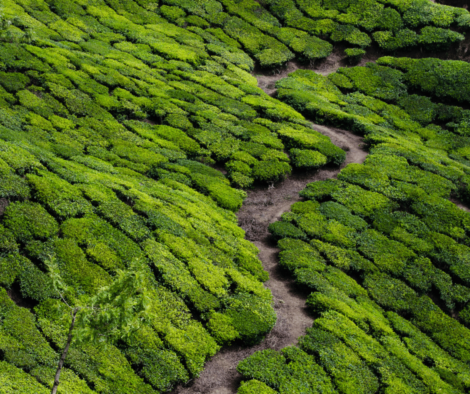  Sevenmallay Tea Estate